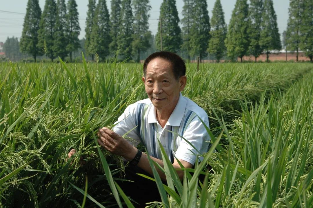 55年前，袁隆平這個"叛逆"結(jié)論，跨過"禁區(qū)"